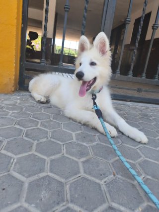 ¡Tu mascota como en casa!  Cuidador en Algete