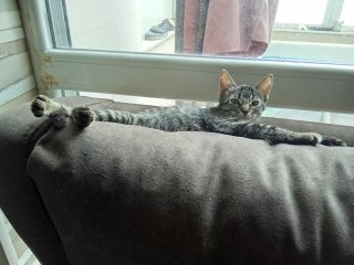 ¡Tu mascota como en casa!  Cuidador en Algete