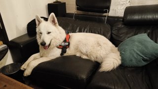 ¡Tu mascota como en casa!  Cuidador en Algete