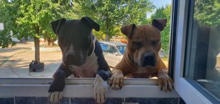 ¡Tu mascota como en casa!  Cuidador en Algete