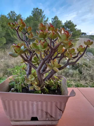 Pianta di Giada senza Vaso