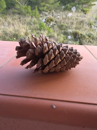Pigna decorativa naturale in legno