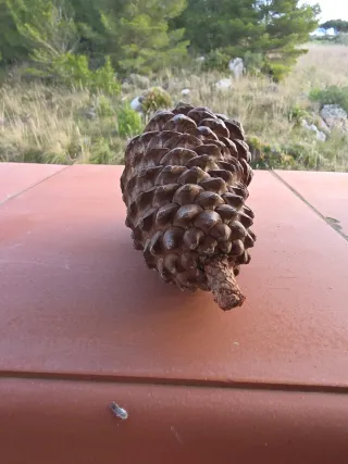 Pigna decorativa naturale in legno
