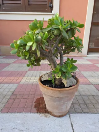 Pianta di Giada senza Vaso