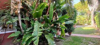 Chalet en alquiler en Elviria en Marbella