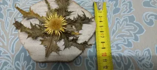 Eguzkilore artesanal sobre rodaja de madera