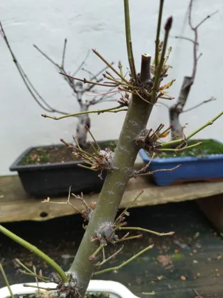 Bonsái Arce Palmatum - Grosor y Vigor
