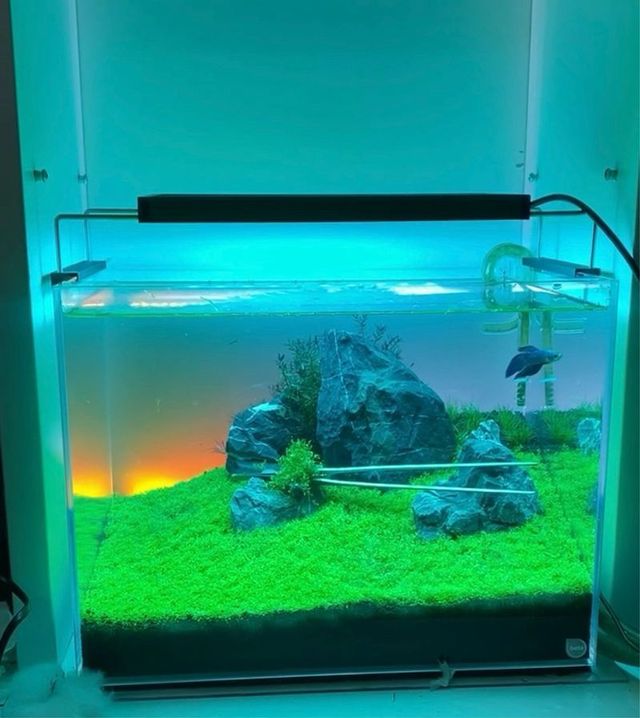 Kit Acuario Beta Óptico 40x30x30 aquascaping