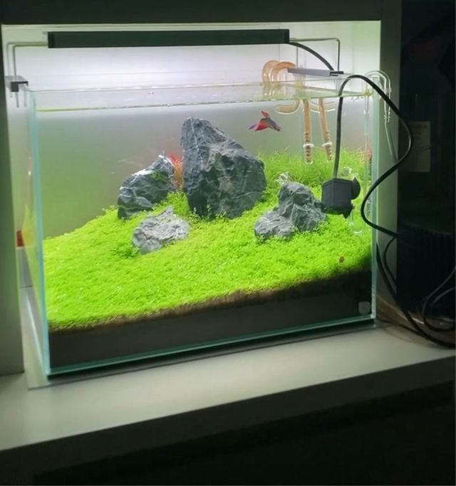 Kit Acuario Beta Óptico 40x30x30 aquascaping
