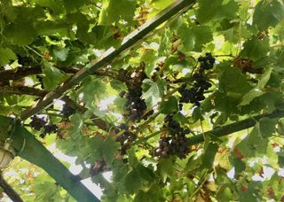 Chalet en venta en Santo Domingo de la Calzada