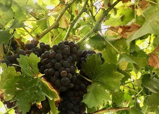 Chalet en venta en Santo Domingo de la Calzada