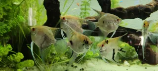 Peces escalares acuario