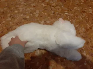 Gatto peluche bianco con orecchie rosa, anni 80