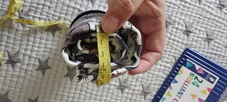 Lápices de Colores Staedtler 24 Brillantes