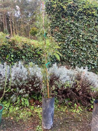 2 plantas Rosa Gallica rosa oscura