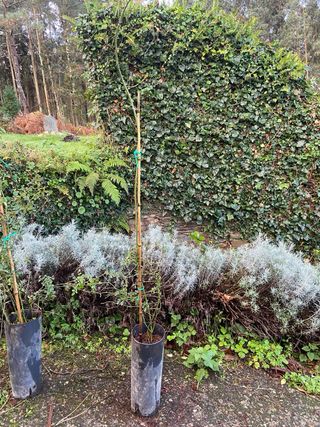 2 plantas Rosa Gallica rosa oscura