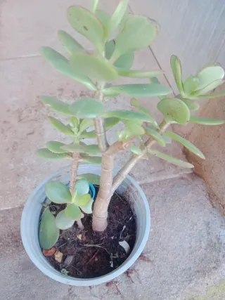 Árbol de Jade Planta