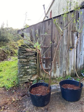 2 Arboles de Rosa Gallica color rosa clara