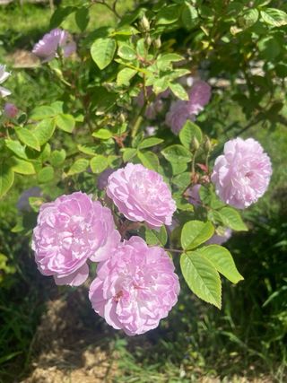 2 Arboles de Rosa Gallica color rosa clara