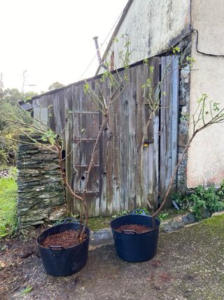 2 Arboles de Rosa Gallica color rosa clara