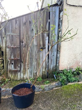 2 Arboles de Rosa Gallica color rosa clara