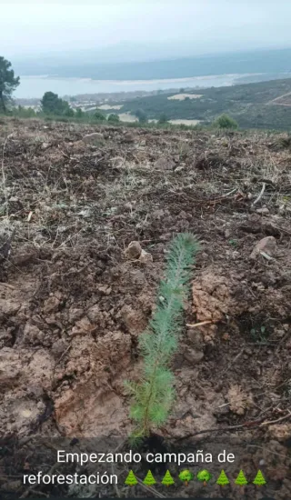 Plantaciones  para reforestación ARBOJES