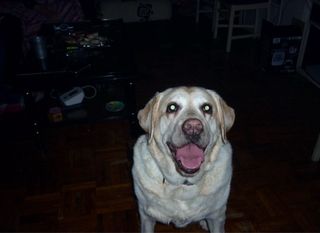 Cámara Digital Panasonic Lumix DC Vario