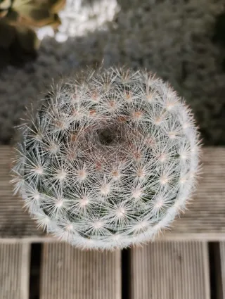 Cactus Mammillaria en Maceta Groot