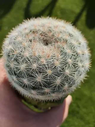 Cactus Mammillaria en Maceta Groot