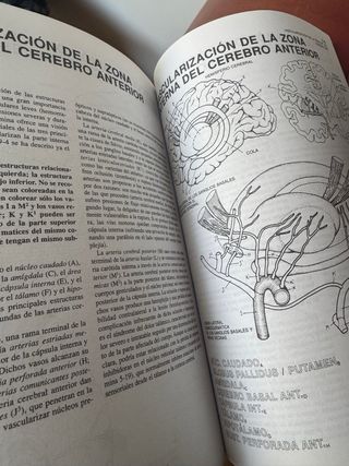 El cerebro humano. Libro de trabajo