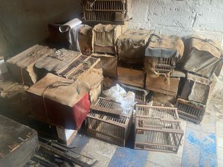 Lote de 34-35 jaulas de caña  10€ cada una