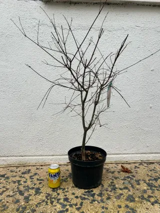 Arce deshojo prebonsai bonsai.