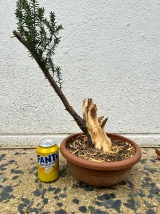 Prebonsai Tejo Madera Muerta bonsai.
