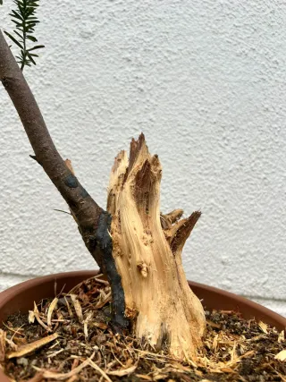 Prebonsai Tejo Madera Muerta bonsai.