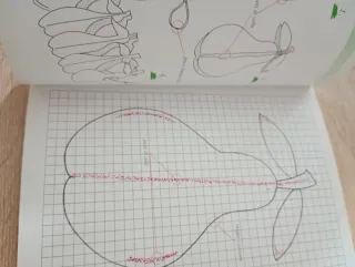 Festoni. Fisarmoniche. Silhouette