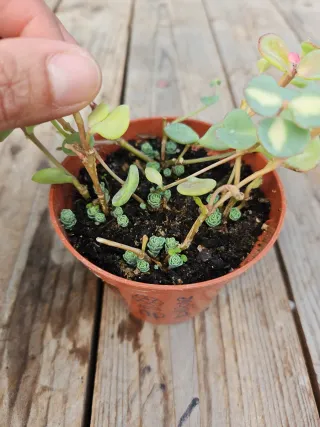 Sedum sieboldii
