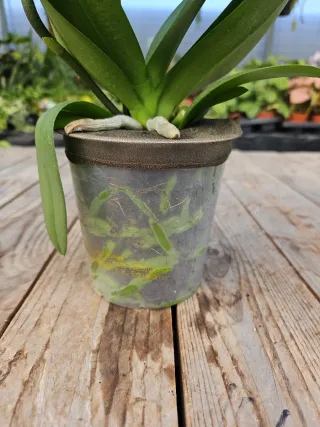 Orquídea Phalaenopsis