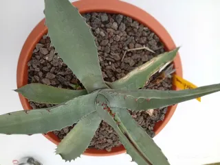 Agave Havardiana