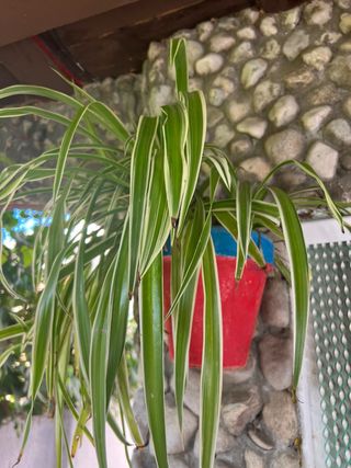 Planta araña variegada colgante