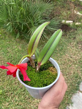 OFERTA Cattleya en flor