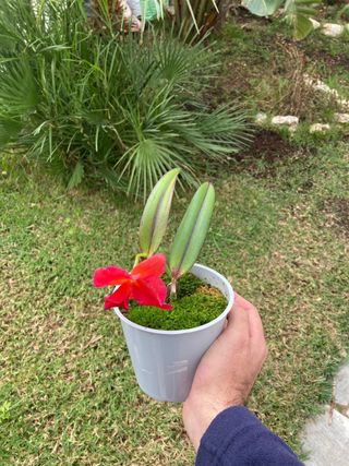 OFERTA Cattleya en flor