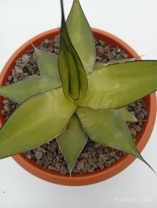Agave Chazaroi