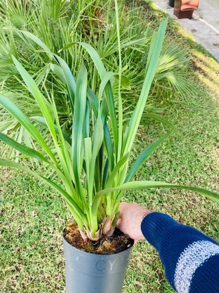 OFERTA Cymbidium sin flor