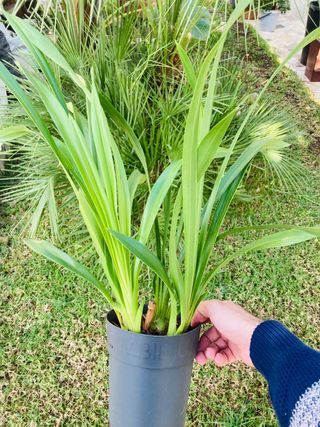 Cymbidium sin flor oferta