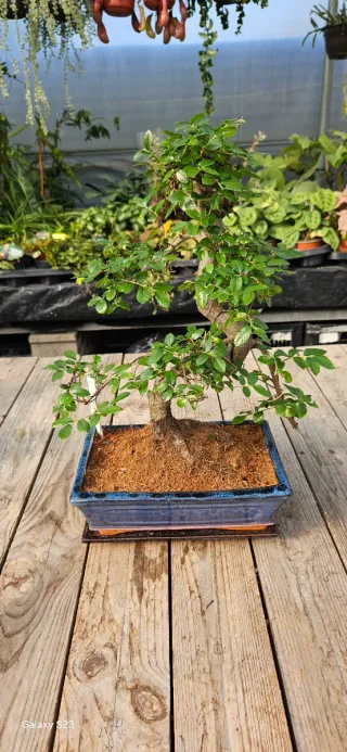 Bonsai de Olmo chinês