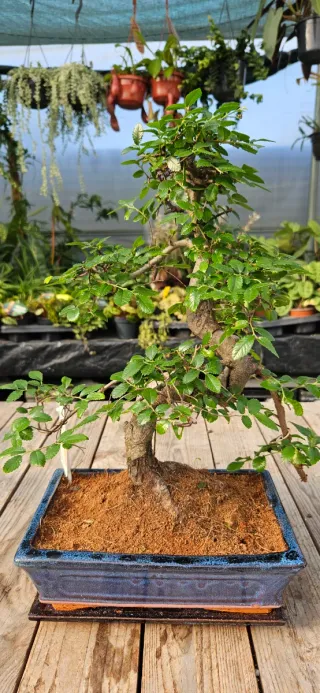 Bonsai de Olmo chinês