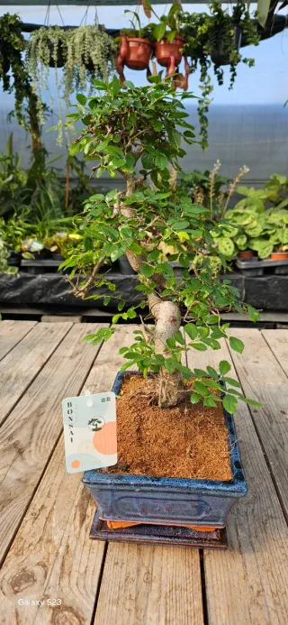 Bonsai de Olmo chinês