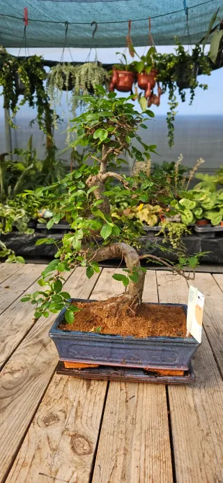 Bonsai de Olmo chinês