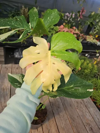 Monstera Thai constellation