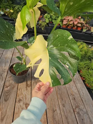 Monstera Thai constellation
